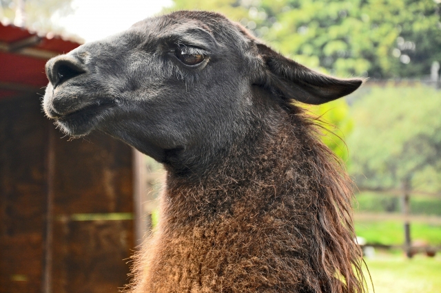 llamas